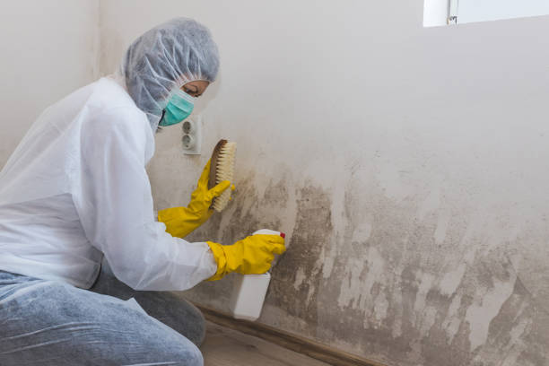 Best Mold Removal Near Me  in Breckinridge Center, KY