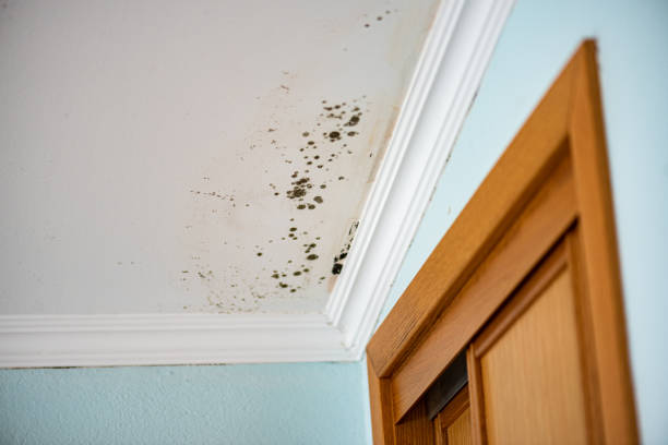Best Affordable Mold Removal  in Breckinridge Center, KY