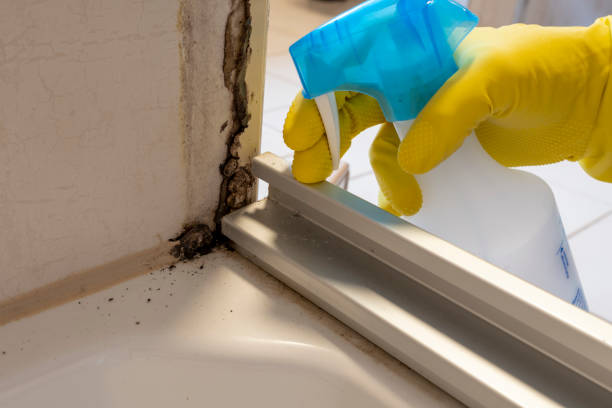 Best Attic Mold Removal  in Breckinridge Center, KY