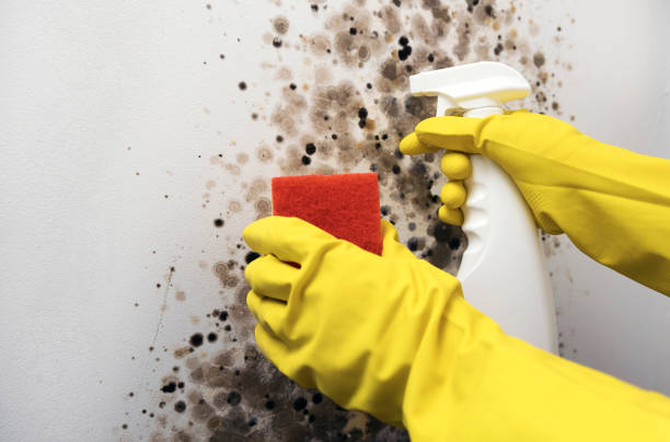 Best Mold Removal Process  in Breckinridge Center, KY