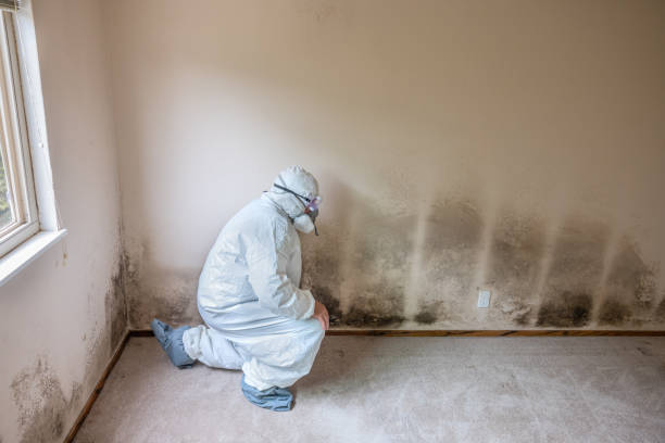 Best Toxic Mold Removal  in Breckinridge Center, KY