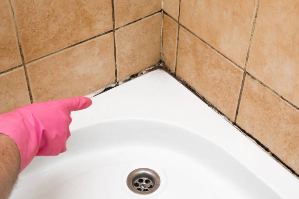 Mold Removal Process in Breckinridge Center, KY